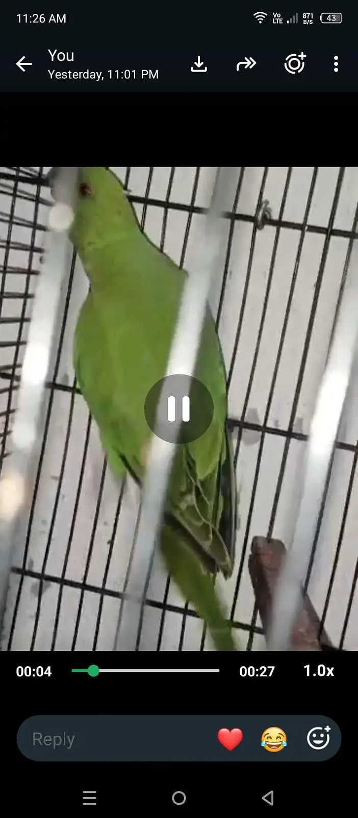 parrot available 03264040055 — photo 3