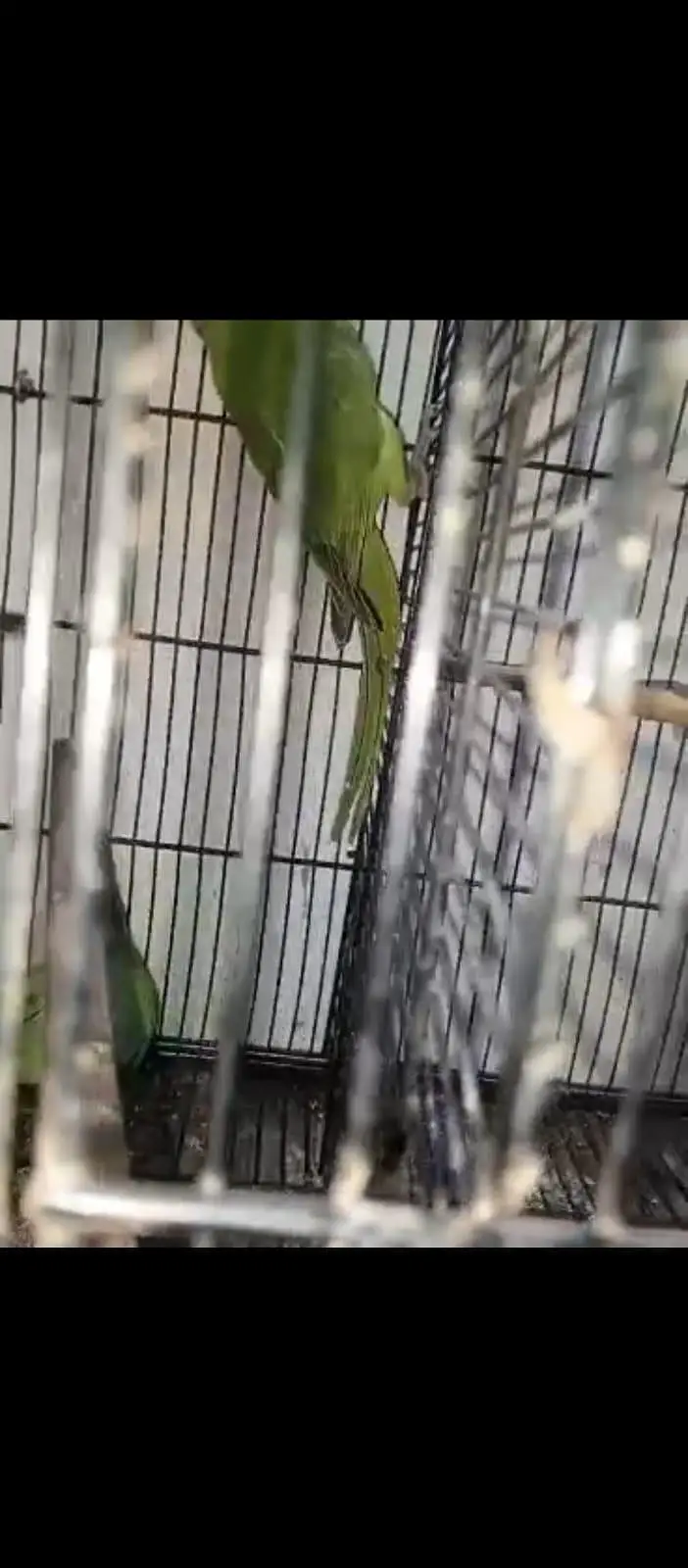 parrot available 03264040055 — photo 4