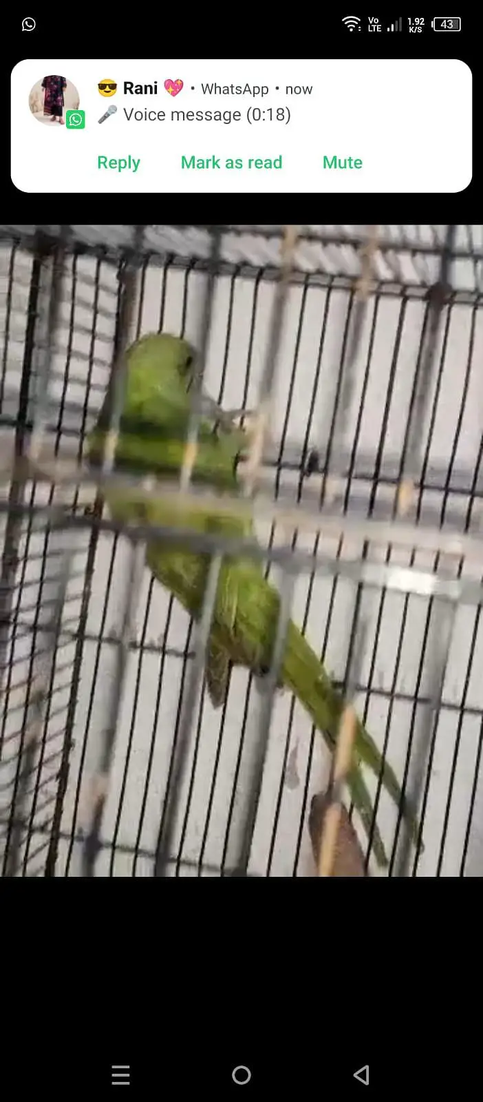 parrot available 03264040055 — photo 5