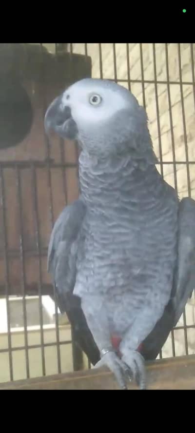 Afrecan grey hand temed