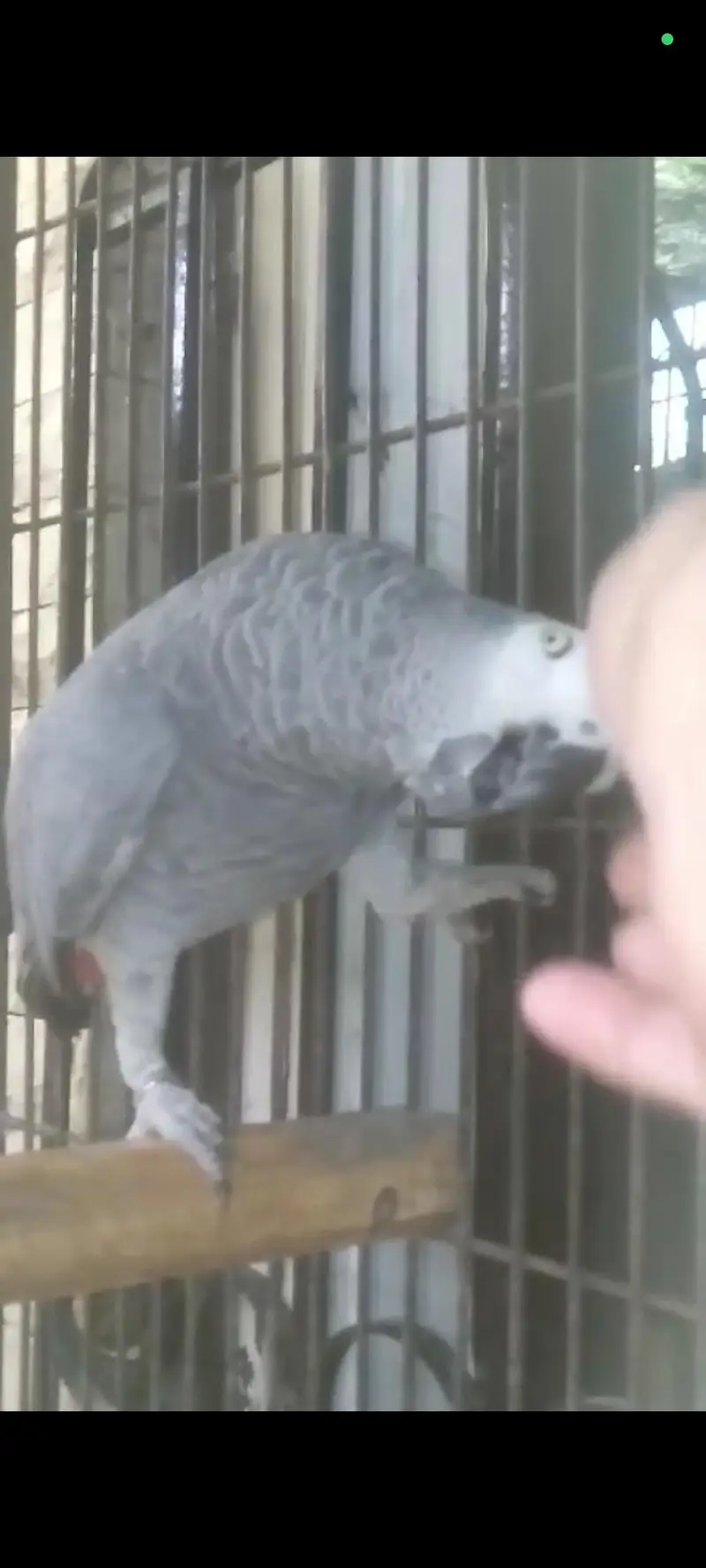 Afrecan grey hand temed — photo 3