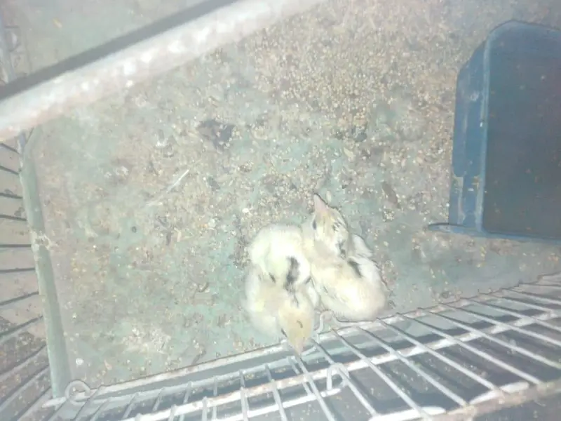 chiks lover 03095084852 — photo 2