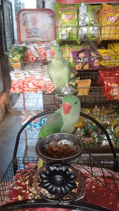 Original Raw parrot Male and female pair