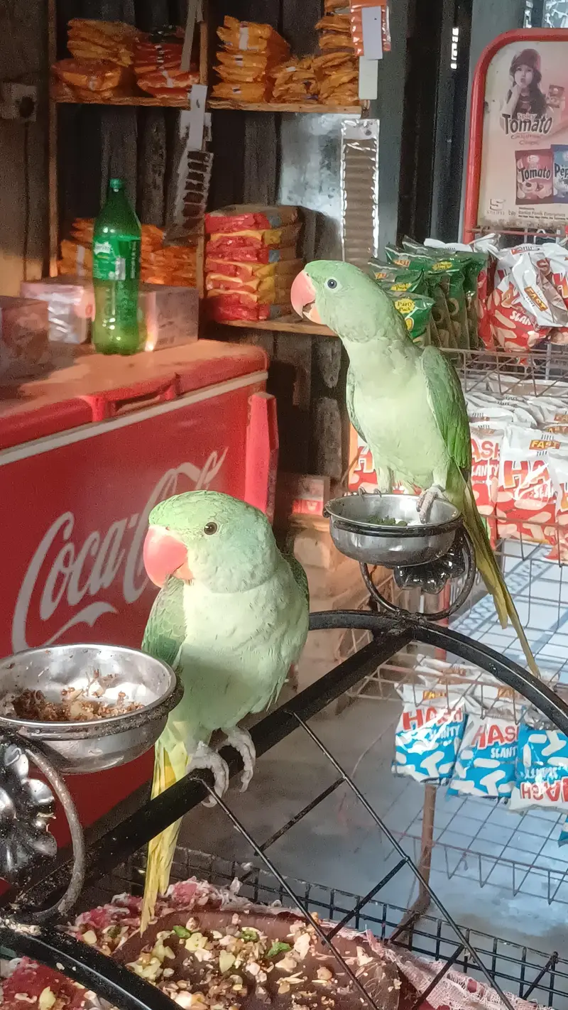 Original Raw parrot Male and female pair — photo 2