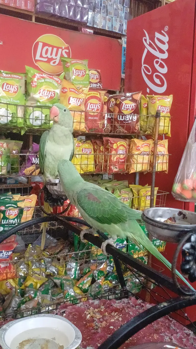 Original Raw parrot Male and female pair — photo 3