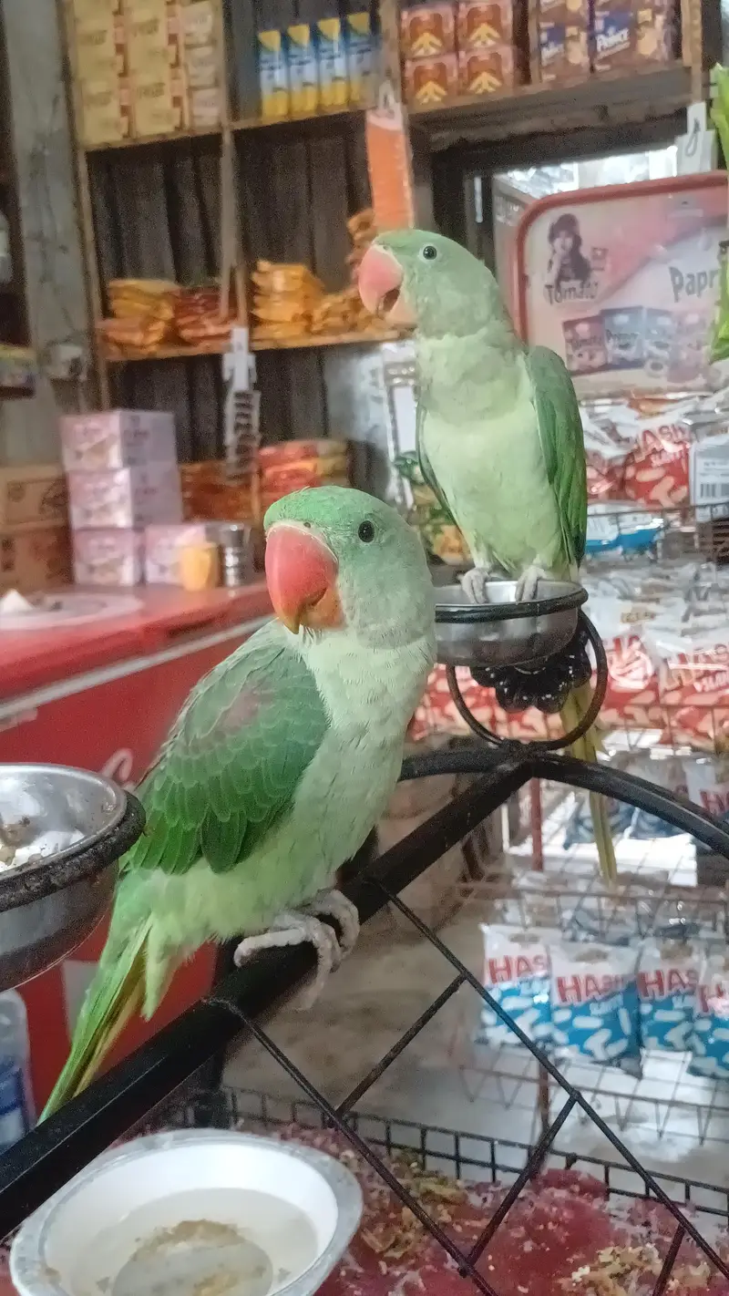 Original Raw parrot Male and female pair — photo 4