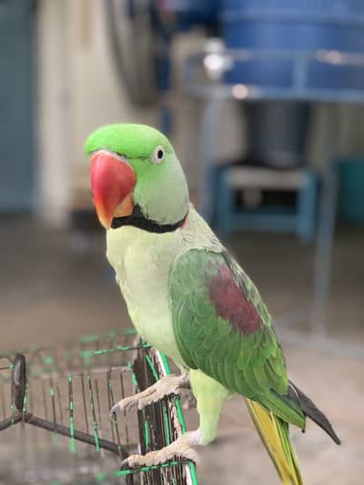 Raw parrot