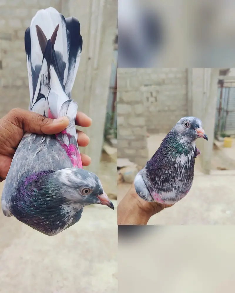 Mix qable High flyer dub wala ZEERA batera chapprra — photo 2