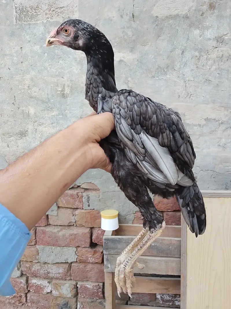 فروخت کے لیے 2 اصیل پٹھیاں - انتہائی مناسب قیمت — photo 2