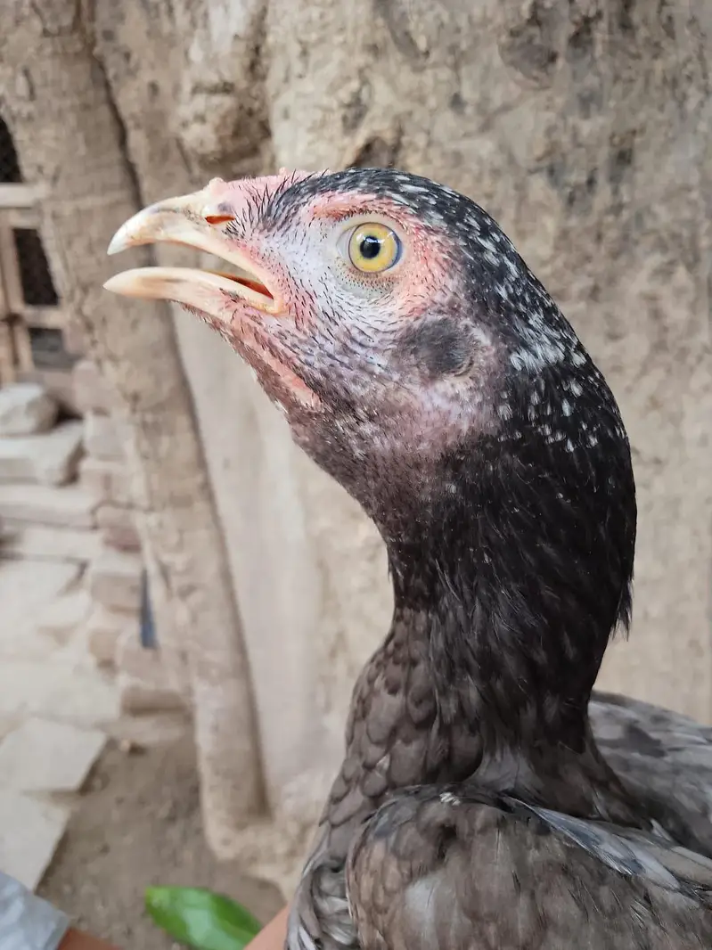 فروخت کے لیے 2 اصیل پٹھیاں - انتہائی مناسب قیمت — photo 3