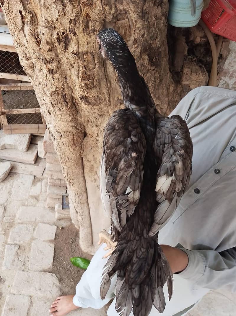 فروخت کے لیے 2 اصیل پٹھیاں - انتہائی مناسب قیمت 4