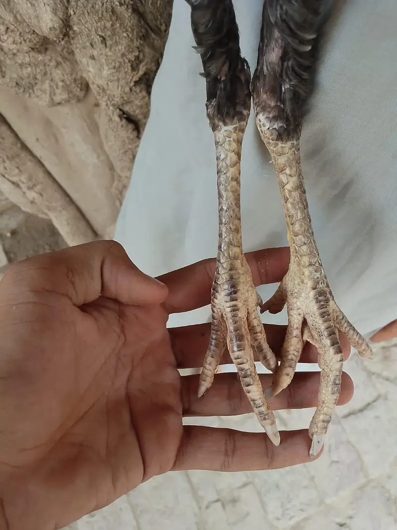 فروخت کے لیے 2 اصیل پٹھیاں - انتہائی مناسب قیمت — photo 6