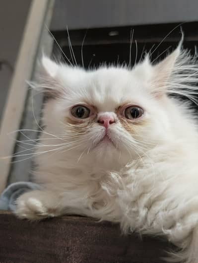 Persian peki kitten pure white