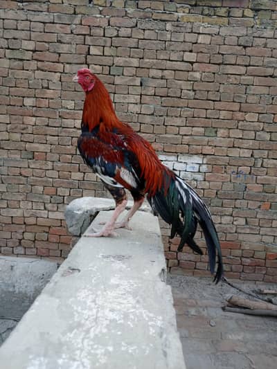 parrot beak long tail aseel mail