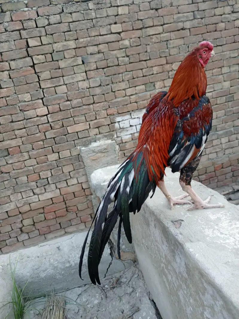 parrot beak long tail aseel mail — photo 2