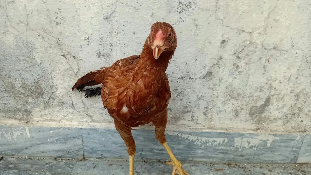 urgent aseel murgi or birds pinjra for sale — photo 2