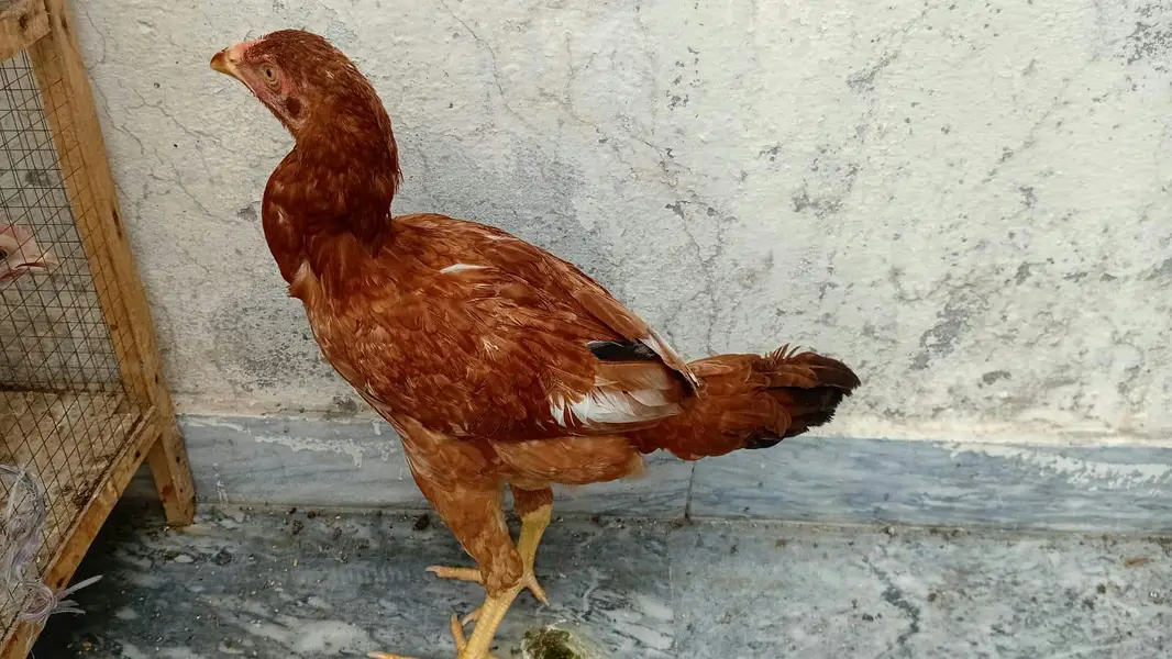 urgent aseel murgi or birds pinjra for sale — photo 3