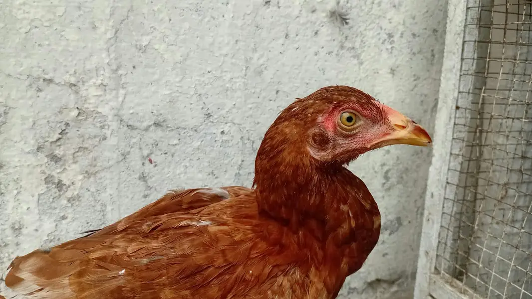 urgent aseel murgi or birds pinjra for sale — photo 4