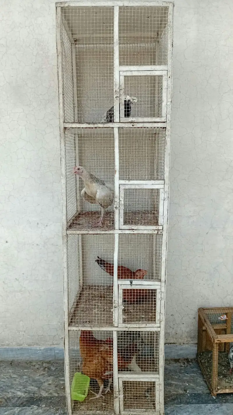 urgent aseel murgi or birds pinjra for sale — photo 6