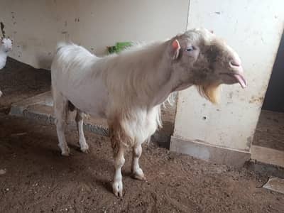 whites eyes breeder tedda 6 dant and 2 dant tota puri cross