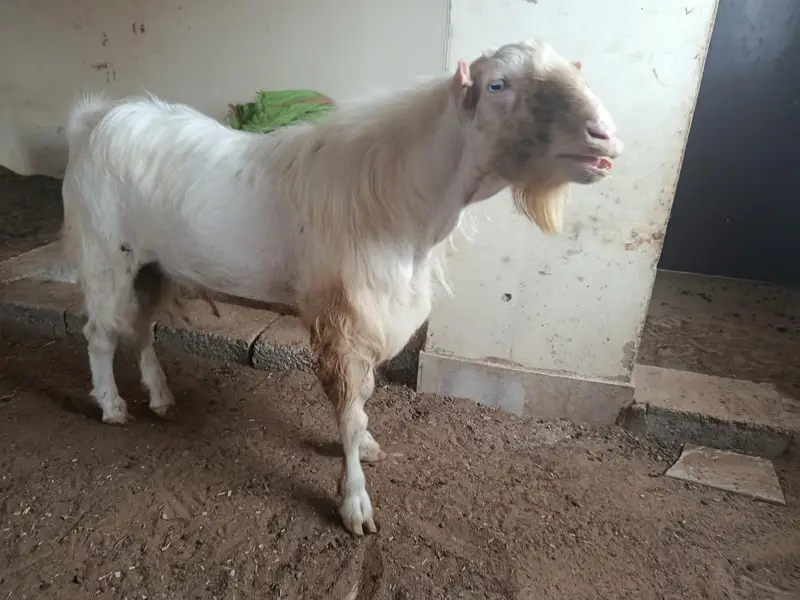 whites eyes breeder tedda 6 dant and 2 dant tota puri cross — photo 2