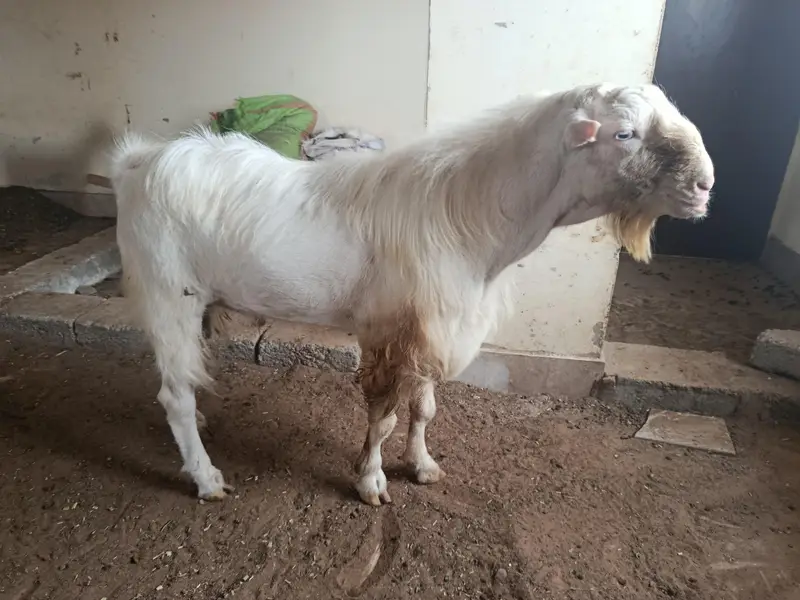 whites eyes breeder tedda 6 dant and 2 dant tota puri cross — photo 3