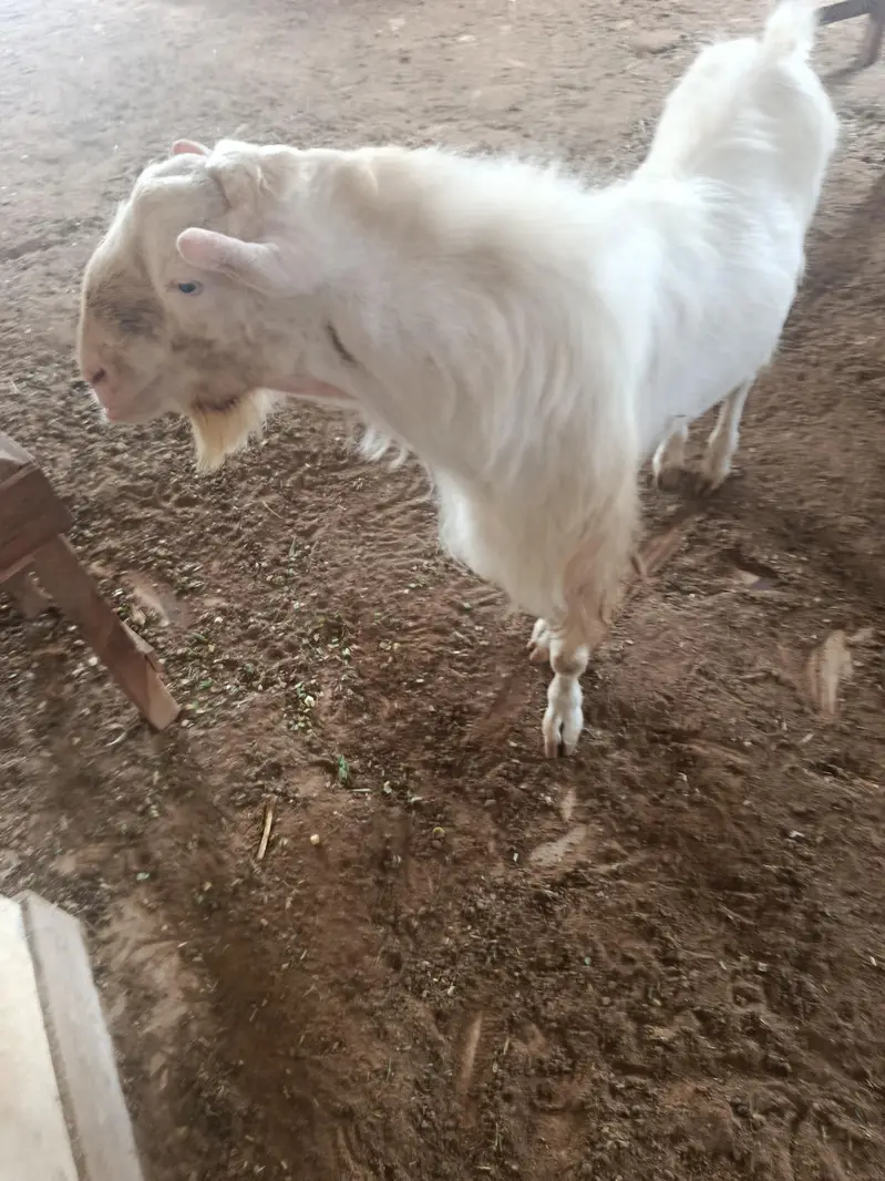 whites eyes breeder tedda 6 dant and 2 dant tota puri cross — photo 4