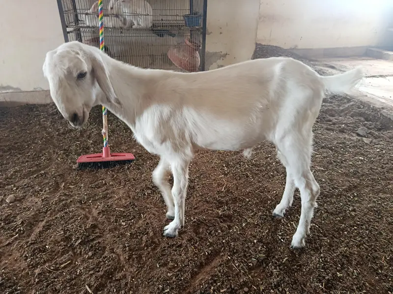 whites eyes breeder tedda 6 dant and 2 dant tota puri cross — photo 5