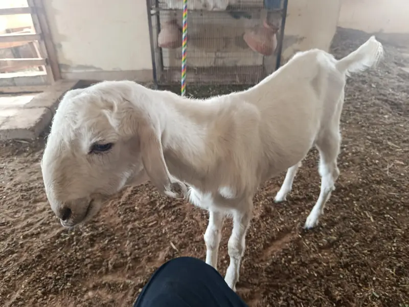 whites eyes breeder tedda 6 dant and 2 dant tota puri cross — photo 6