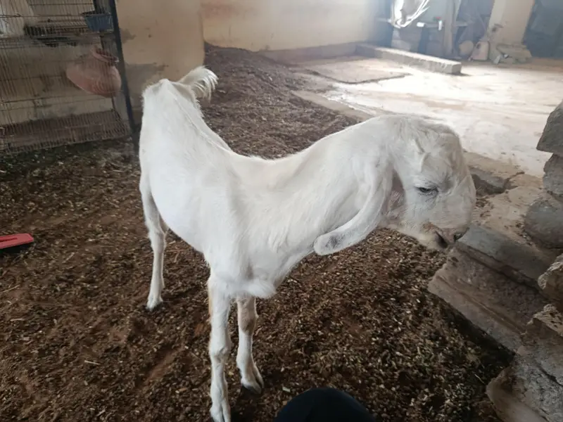 whites eyes breeder tedda 6 dant and 2 dant tota puri cross — photo 7