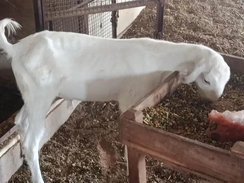 whites eyes breeder tedda 6 dant and 2 dant tota puri cross — photo 8