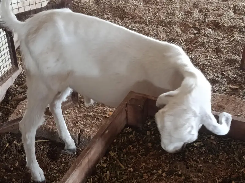 whites eyes breeder tedda 6 dant and 2 dant tota puri cross — photo 9