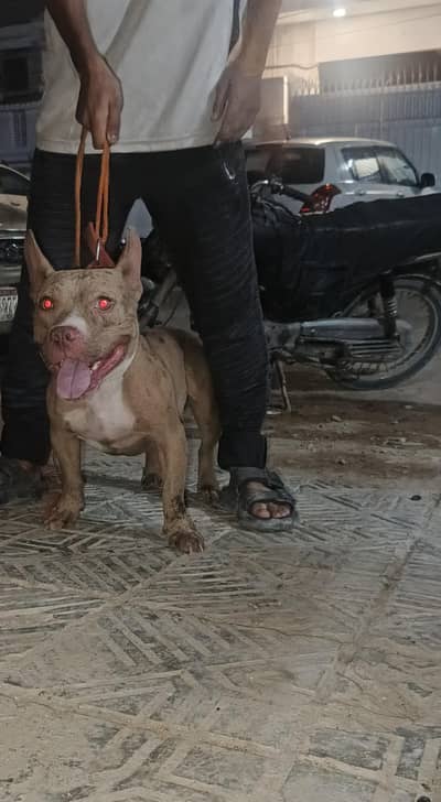 Red Merle American Bully (Exotic Size)