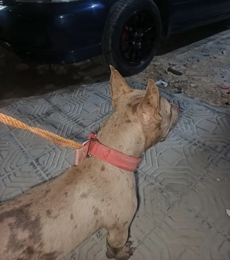 Red Merle American Bully (Exotic Size) — photo 2
