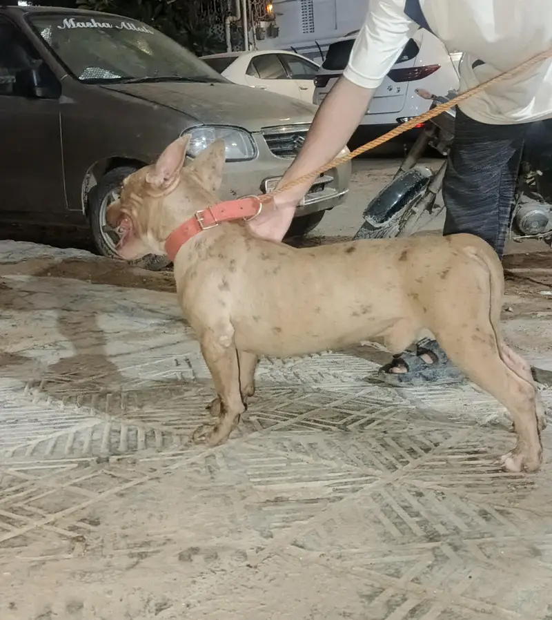 Red Merle American Bully (Exotic Size) — photo 3