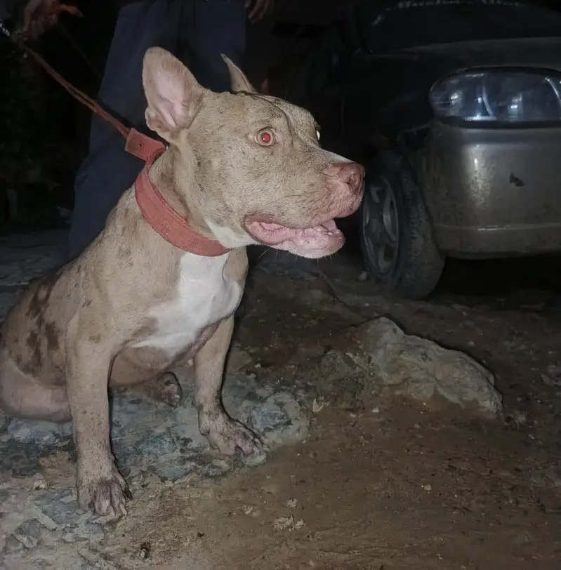 Red Merle American Bully (Exotic Size) — photo 4