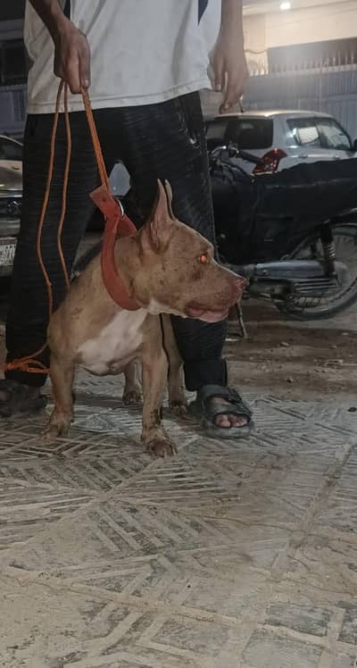 Red Merle American Bully (Exotic Size)