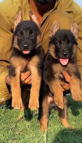 German shepherd long cout pair 2 mahnt for sale active and healthy