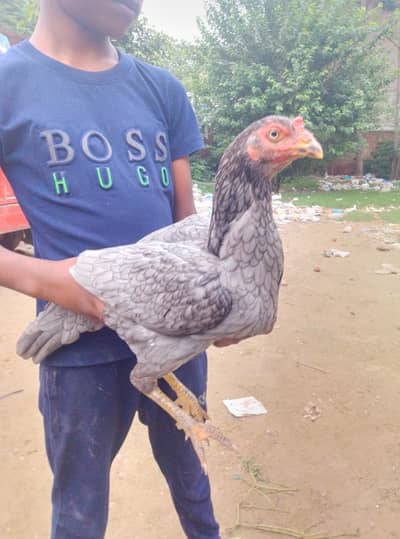 thai cross shoter female