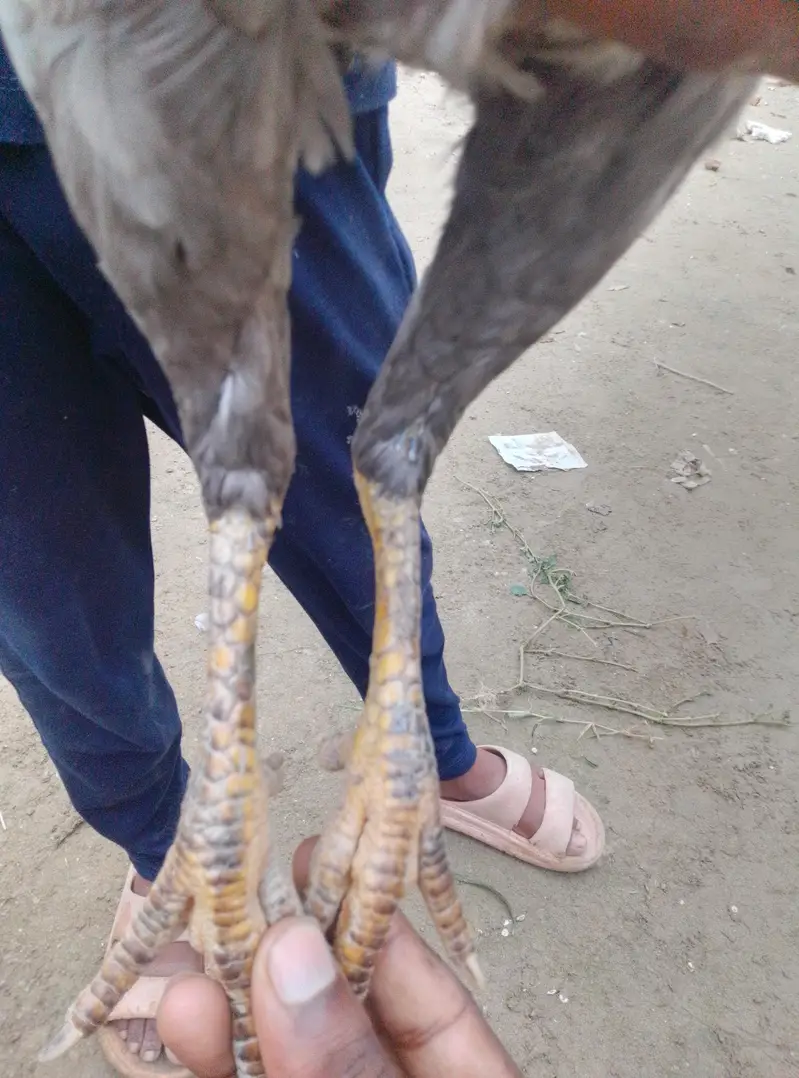 thai cross shoter female — photo 3
