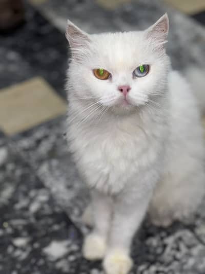 Russian cat for Sale
