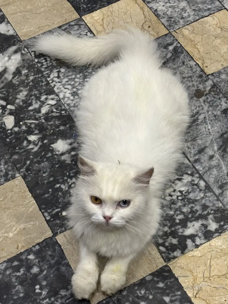 Russian cat for Sale — photo 2