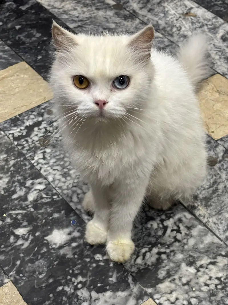 Russian cat for Sale — photo 3