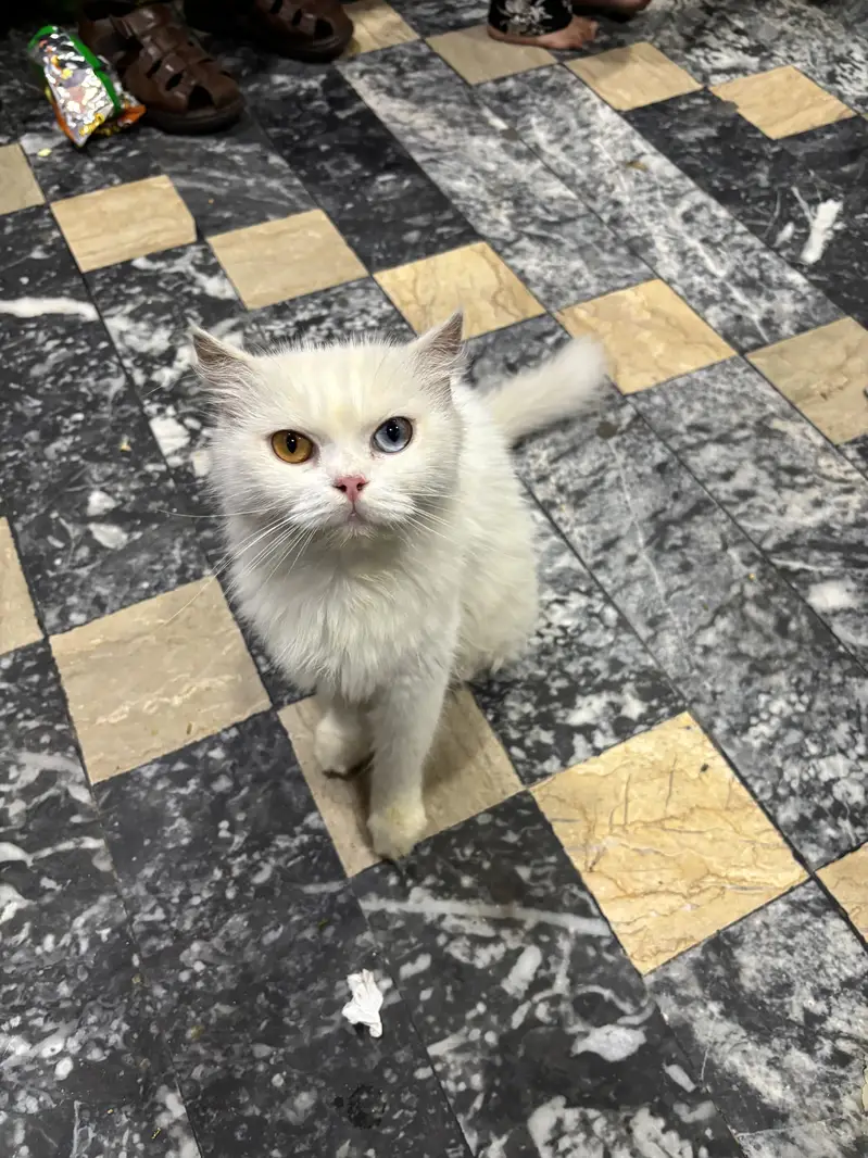 Russian cat for Sale — photo 4