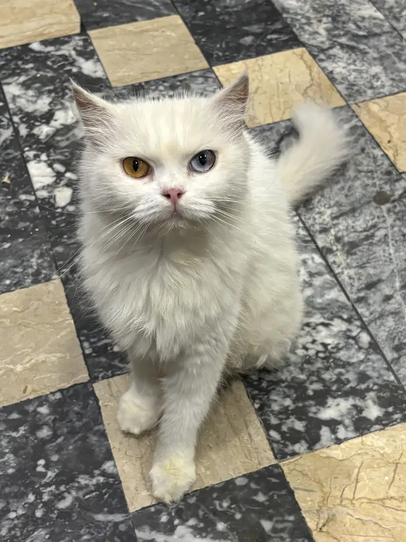 Russian cat for Sale — photo 5