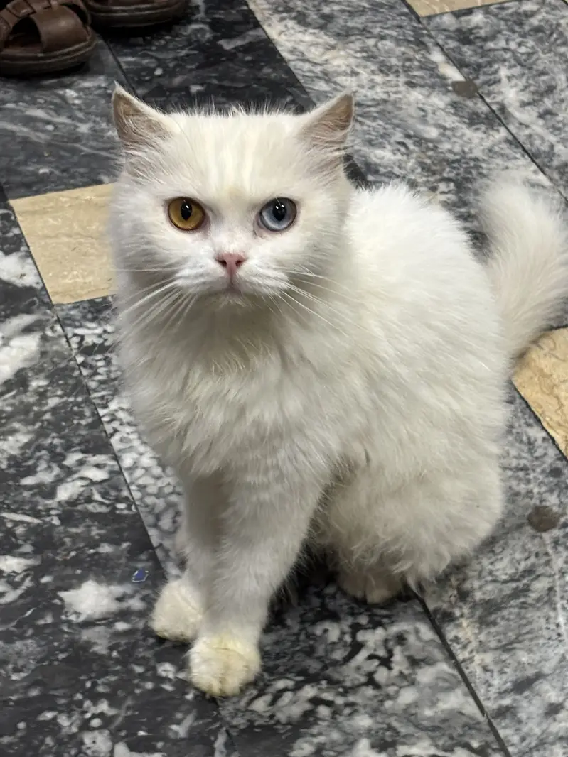 Russian cat for Sale — photo 6