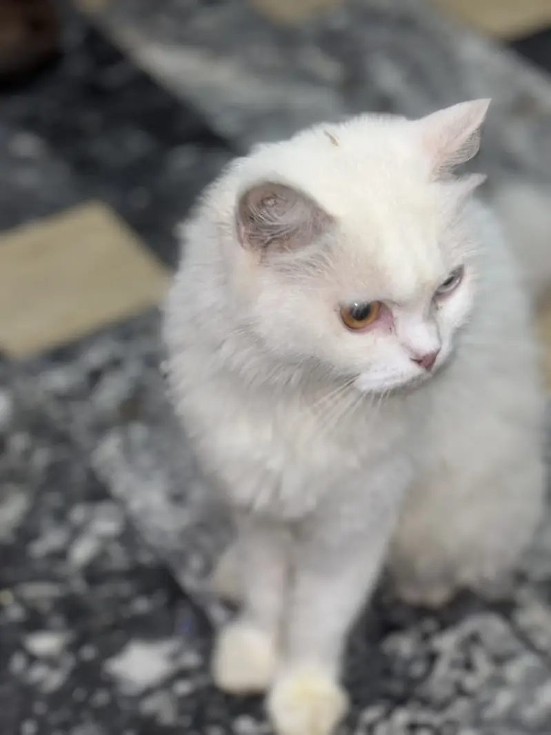 Russian cat for Sale — photo 7