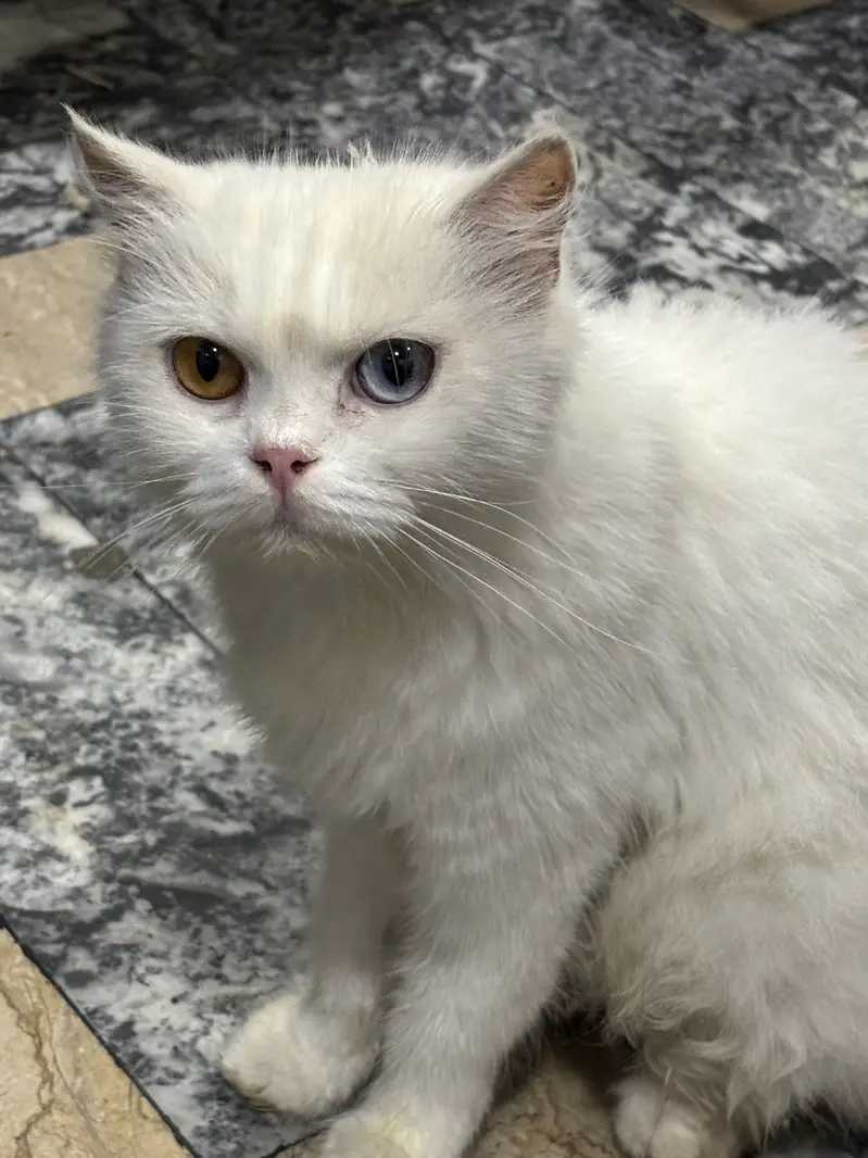 Russian cat for Sale — photo 8