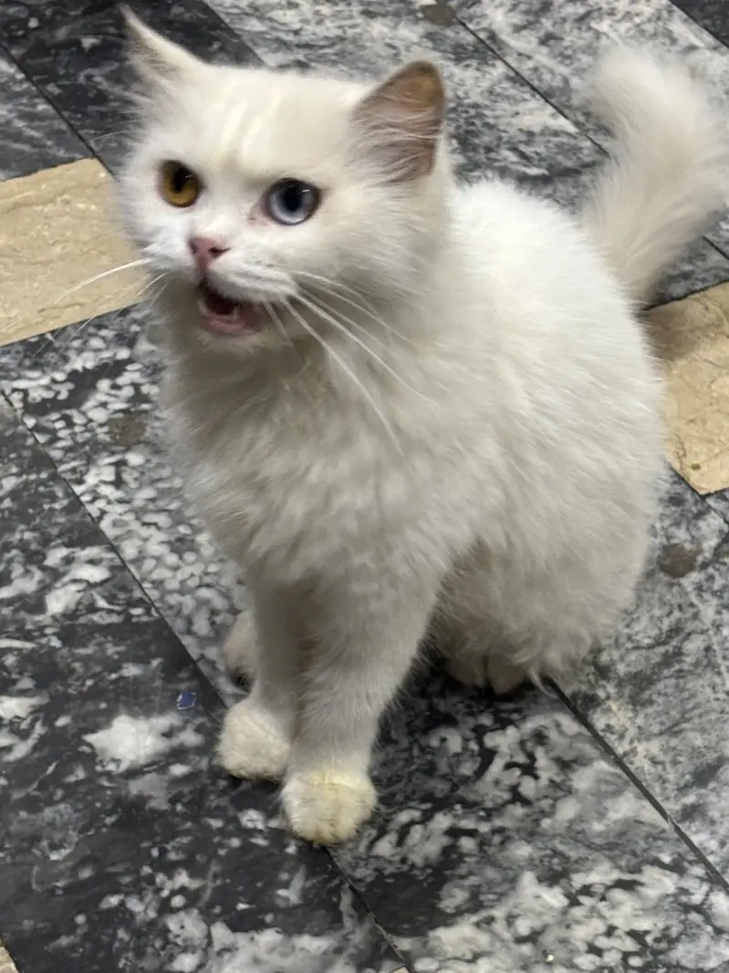 Russian cat for Sale — photo 9