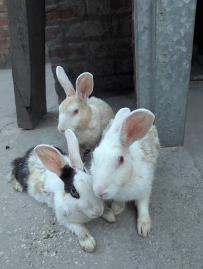 pure Red eyes white pair and black white female rabbit